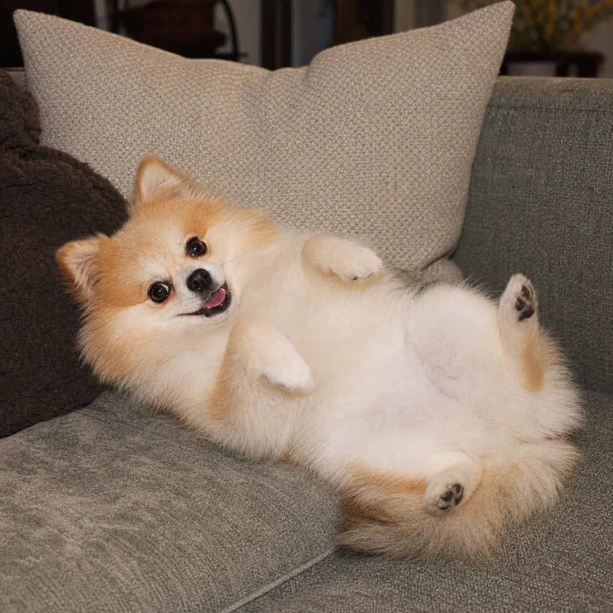 Calm dog after RevitaPaw — Separation anxiety